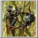 Pamponerus germanicus - Alabasterfliege w03 mit Blatthornkaefer-Hoplia.jpg